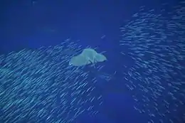 a stingray swimming toward a school of small fish, which are splitting into two halves to avoid it