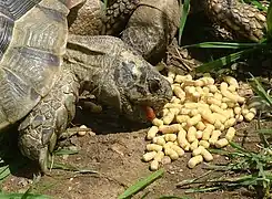 Manufactured pelleted feed ration for turtles