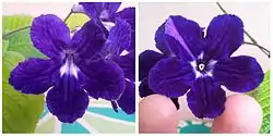 Left: A normal zygomorphic Streptocarpus flower. Right: An aberrant peloric Streptocarpus flower. Both of these flowers appeared on the Streptocarpus hybrid 'Anderson's Crows' Wings'.