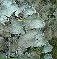 Peltigera leucophlebia Zillertaler Alpen, Italy