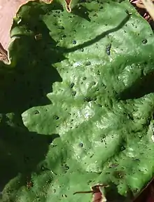 Peltigera leucophlebia Zillertaler Alpen, Italy