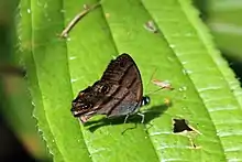 Penelope's ringlet (Cissia penelope)