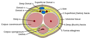 Cross section of penis.