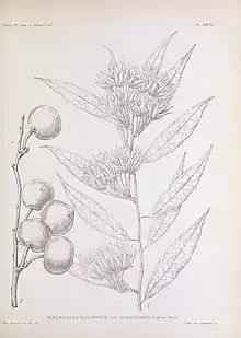 "botanical illustration"