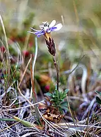 Perezia recurvata(Nassauvieae)