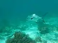 A wild permit off the coast of Belize