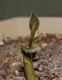 A young hass avocado shoot