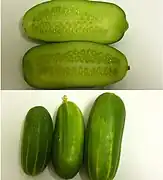 Isfahan burpless cucumber, Iran