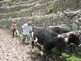 Image 15Peruvian farmers sowing maize and beans (from Andes)