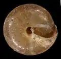 basal view