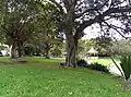 Petersham Park Trees & Rotunda