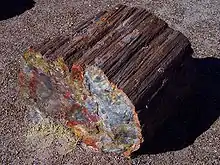 Petrified wood