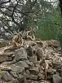 Yellow-footed rock wallabies atop rocky terrain. This species, with its distinctive tail markings, appears in the zoo's logo.