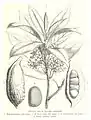 Botanical line drawing of anatomy of C. acuminata, showing warty exterior of pod, from Du Niger au golfe de Guiné..., by Louis Gustave Binger