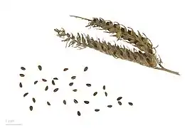 Seeds