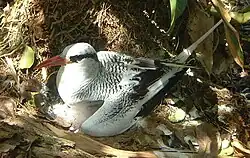 Image 20Red-billed tropicbird on Little Tobago. (from Tobago)