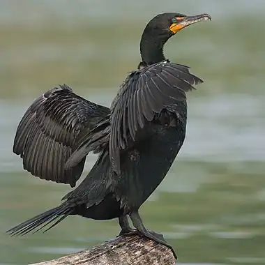 Image 21Double-crested cormorantMore selected pictures