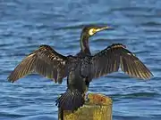 Great cormorantPhalacrocorax carboskarv