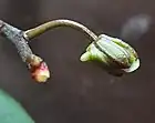 Flower bud of Phalaenopsis honghenensis F.Y.Liu