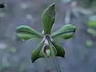 Fully opened flower of Phalaenopsis honghenensis F.Y.Liu viewed from behind