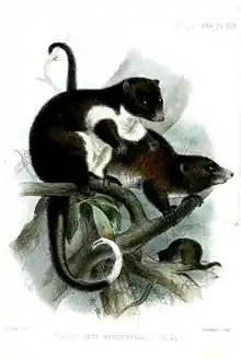 Drawing of brown possum