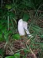 The remains of a Stinkhorn fungus from Silverwood in July 2008.