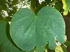 Leaf