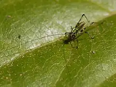 Phaneroptera nana, nymph