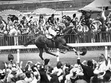 Image 52Phar Lap winning the Melbourne Cup, "the race that stops a nation" (from Culture of Australia)