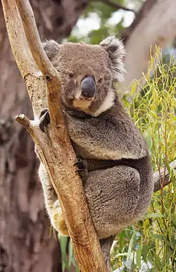 Image 12KoalaPhoto: JJ HarrisonA female koala (Phascolarctos cinereus), an arboreal herbivorous marsupial native to coastal regions of eastern and southern Australia. The word "koala" comes from the Dharuk word gula. English-speaking settlers from the late 18th century first called it "koala bear" due to its similarity in appearance to bears, although they are not at all related. Instead, its closest living relative is the wombat.More selected pictures