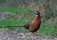 Profile of a large brown bird with a green and red head and a white collar