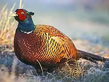 Ring-necked pheasantPhasianus colchicus