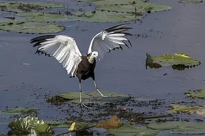 Breeding plumageThe pointed tip of the fourth primary is visible in flight