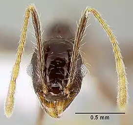 The head view of a "minor" worker of P. purpurea, with a scale to distinguish size