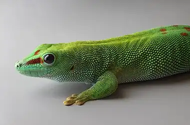 Image 18Phelsuma grandisPhotograph: H. KrispPhelsuma grandis  is a species of day gecko that lives in Madagascar. Found in a wide range of habitats, it can measure up to  30 centimetres (12 in) in length.More selected pictures