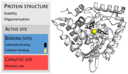  Ribbon diagram of phenylalanine hydroxylase with bound cofactor, coenzyme and substrate