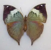 Specimen of Kallima philarchus collected by Robert Templeton