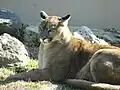 Cougar at Phillips Park