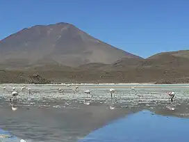 James's flamingos at Cañapa Lake, Colcha "K" Municipality