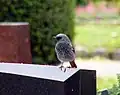 Black redstartPhoenicurus ochruros