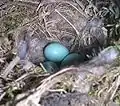 Nest with a clutch of eggs showing typical bluish colour