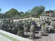 Different species of cacti on display in the Desert Botanical Garden of Phoenix