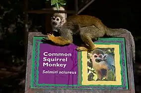 Common squirrel monkey