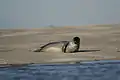 Seal in the bay of Somme