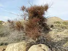 Desert Mistletoe in the Mojave Desert of southern California.