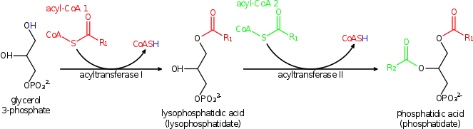 Phosphatidic acid synthesis