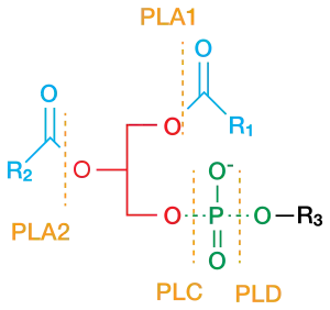 Phospholipase cleavage sites