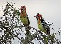 At Amboseli, Kenya