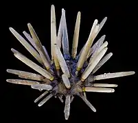 Phyllacanthus imperialis, a cidaroid sea urchin (Cidaroidea)