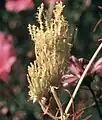 Phyllody caused by phytoplasma infection on Cosmos spp.